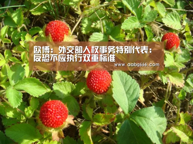 欧博：外交部人权事务特别代表：反恐不应执行双重标准