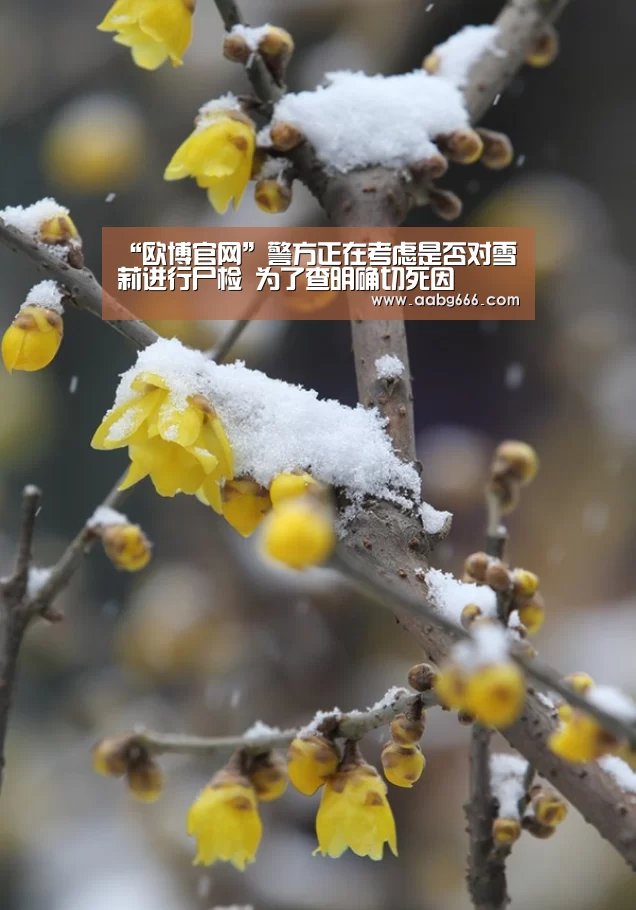 欧博